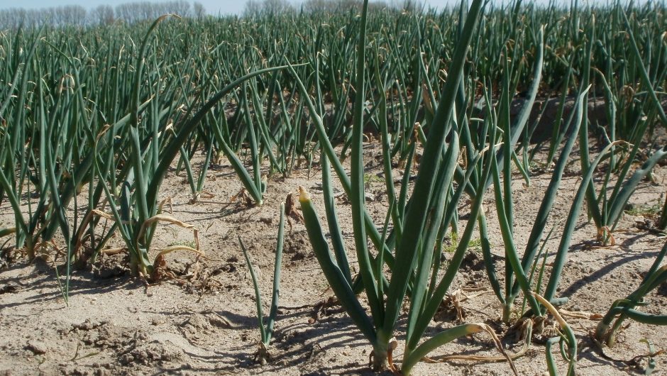 Ce lucrări se fac în culturile de legume în câmp